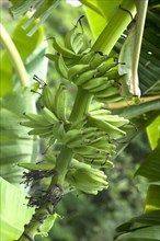 Banana tree in plantation