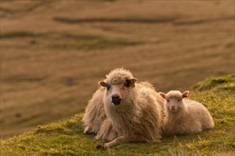 Ewe with lamb