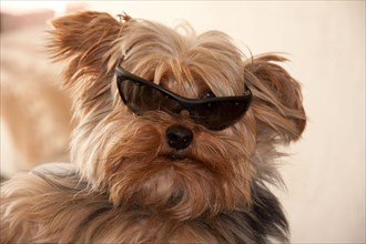 Yorkshire Terrier with sunglasses