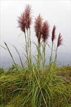 Bamboo grass (Pogonatherum paniceum) on the Pacific Coast