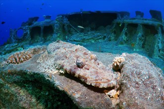 Tentacled Flathead or Crocodilefish (Papilloculiceps longiceps) on the shipwreck of the SS Thistlegorm