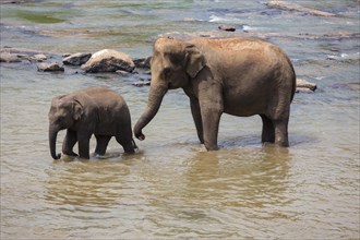 Herd of Asian elephants (Elephas maximus) from the Pinnawela Elephants Orphanage bathe in the Maha Oya river