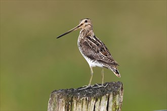 Common Snipe (Gallinago gallinago) standing on a pole