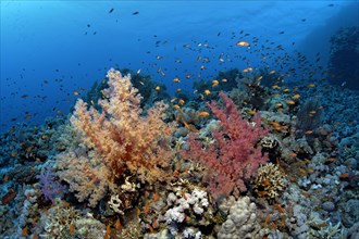 Klunzinger's Soft Corals (Dendronephthya klunzingeri) and a swarm of Anthias (Anthiadinae) on the corals of the densely overgrown eastern plateau of dive site Shaab Sharm