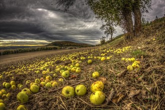 Fallen fruit in autumn