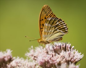 Silver-washed Fritillary (Argynnis paphia) sucking nectar