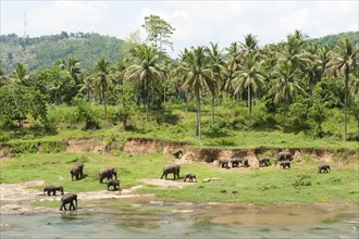 Group of Asian Elephants (Elephas maximus) by the river