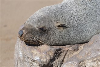 Brown Fur Seal or Cape Fur Seal (Arctocephalus pusillus) sleeping on a rock