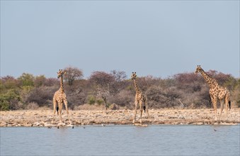 Giraffes (Giraffa camelopardis) drinking