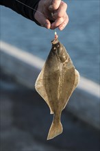 Fisherman holding a hooked flounder or plaice on a fishing line