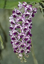 Giant Rhynchostylis orchid (Rhynchostylis gigantea)