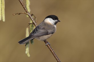 Willow Tit (Parus montanus) perched on a flowering Hazel branch (Corylus avellana)