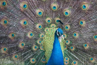 Indian Peafowl or Blue Peafowl (Pavo cristatus)