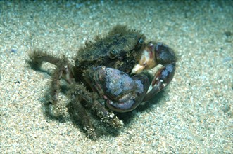 Bristly Crab or Hairy Crab (Pilumnus hirtellus)