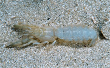 Mediterranean Mud Shrimp (Upogebia pusilla)