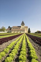 Lettuce field