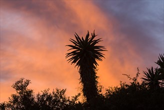 Cape Aloe (Aloe ferox) at sunset