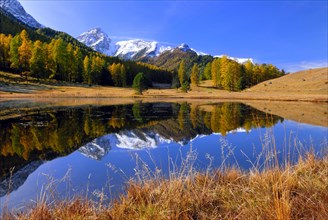Autumnal larch forest reflected in Lake Schwarzsee or Lai Nair