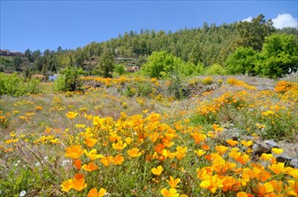 California Poppies or Golden Poppies (Eschscholtzia california) on a uncultivated land in the flower town of Vilaflor