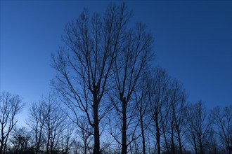 Trees as silhouettes against a blue evening sky