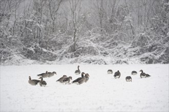 Greylag geese (Anser anser) in the snow