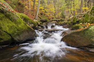 Mountain stream Ilse flows over rocks through autumnal forest