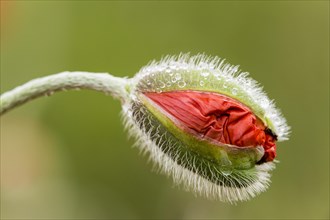 Oriental Poppy (Papaver orientale)