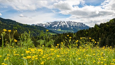 Yellow flower meadow in front of mountain panorama with mountain range Zahmer Kaiser
