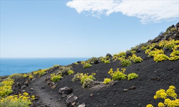 Hiking trail through a lava landscape
