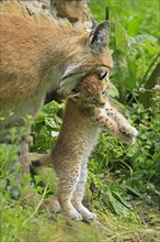 Young lynx (Lynx) is carried by its head by female