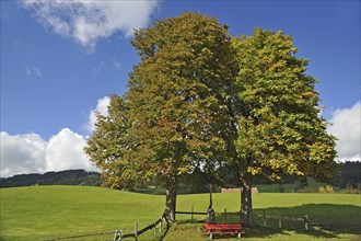 Two Large-leaved Lindens or Large-leaved Limes (Tilia platyphyllos) with autumn foliage