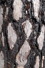 Bark with fire damage