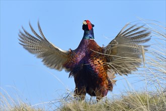 Common Pheasant (Phasianus colchicus)