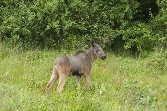 European elk (Alces alces)