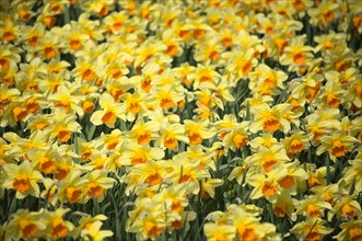 Daffodils (Narcissus) in a meadow