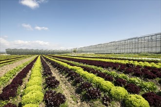 Lettuce field