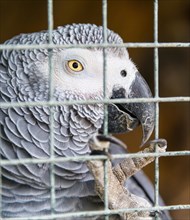 Grey Parrot (Psittacus erithacus)