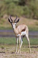 Springbok (Antidorcas marsupialis)