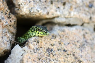 Tyrrhenian Wall Lizard (Podarcis Tiliguerta)