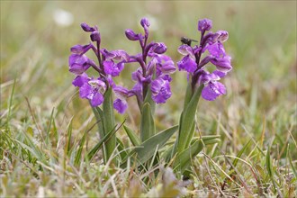 Green-winged Orchid or Green-veined Orchid (Orchis morio)
