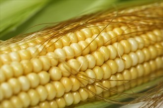 Corn grains on fresh piston (Zea mays)