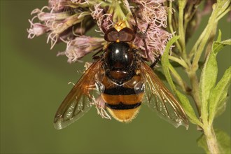 Hornet Mimic Hoverfly (Volucella zonaria) male on boneset (Eupatorium)