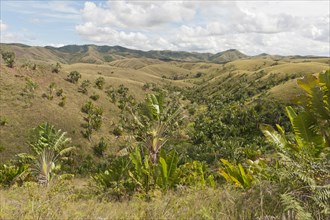 Deforested hills with forests of Traveller's Trees or Traveller's Palms (Ravenala madagascariensis) in the valleys