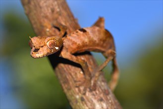 Leaf-tail Gecko or Flat-tail Gecko (Uroplatus giganteus)