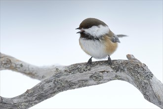 Siberian Tit or Alaska Chickadee (Poecile cinctus) perched on a pine branch in the snow