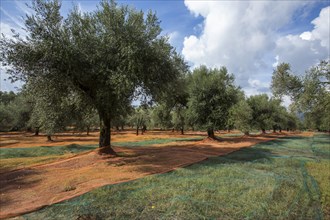 Nets spread out for the olive harvest