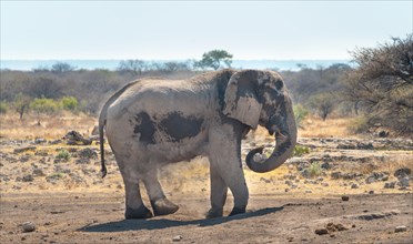 African Bush Elephant (Loxodonta africana) taking a dust bath