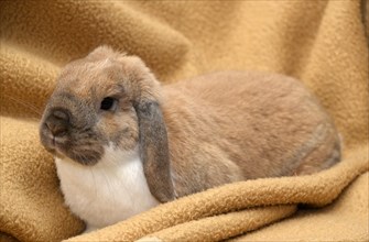 Lop-eared Rabbit