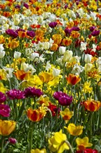 Colourful tulips and daffodils