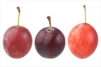Cherry plums